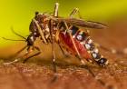El Municipio de Coronel Rosales realiza una nueva campaña de descacharrización contra el Dengue   