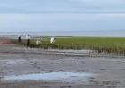 Continúan las tareas de limpieza en la ría tras los derrames de petróleo