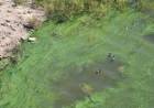 ABSA pide racionar el agua por presencia de algas en el dique Paso de las Piedras