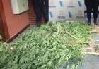 La Policía buscaba un machete con el que amenazaron a un joven y encontraron plantas de marihuana
