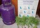 La Policia buscaba una garrafa robada y encontraron plantas de marihuana
