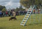 Este domingo se realizarán los festejos por el Día del Niño en la Base Naval Puerto Belgrano