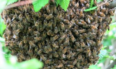El Municipio de Coronel Rosales recomienda comunicarse con Protección Ciudadana ante aparición de enjambre de abejas 