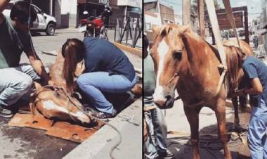 Bien Común plantea la necesidad de erradicar los carros con tracción a sangre