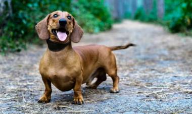 Se realizará una Salchijuntada en el Parque San Martín