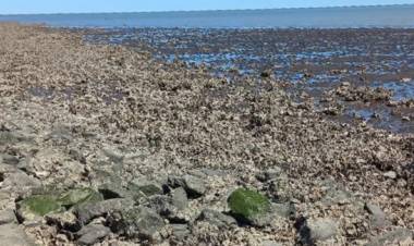 Se realizaron avances en el proyecto de investigación sobre las ostras en la costa rosaleña