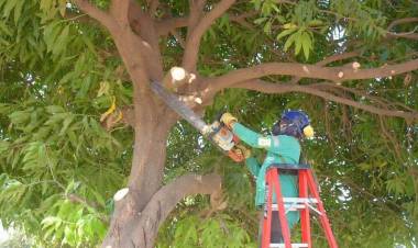 El Municipio de Coronel Rosales informó que no habrá período de poda habilitado