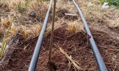 Plantaron una cortina forestal frente al basural de Punta Alta