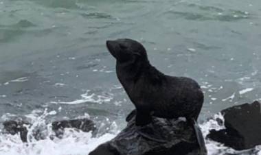 Un lobo marino en Arroyo Pareja
