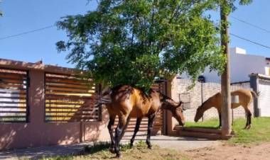 Cada vez se ven más caballos sueltos en distintos puntos de la ciudad
