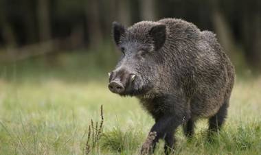 El gobierno bonaerense autorizó la caza de jabalí en toda la provincia: “Especie exótica invasora”