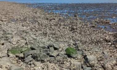 "Las autoridades deben dar recomendaciones claras sobre las ostras a los bañistas" afirmaron desde Bien Común