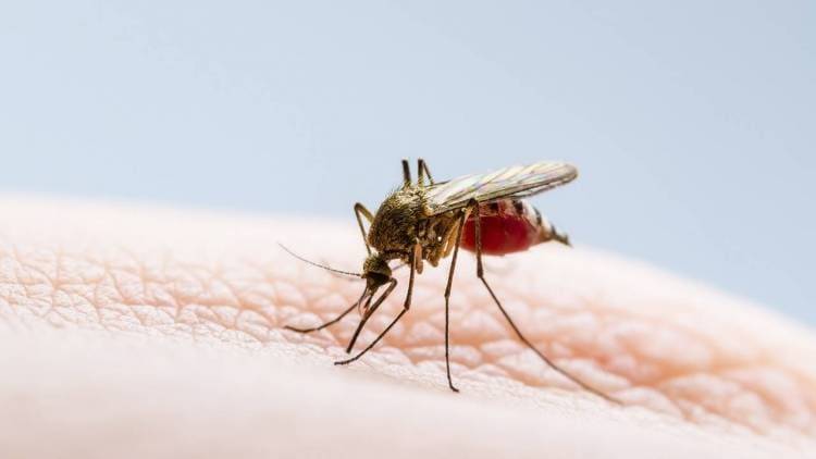 El Municipio de Coronel Rosales realiza una nueva campaña contra el Dengue  