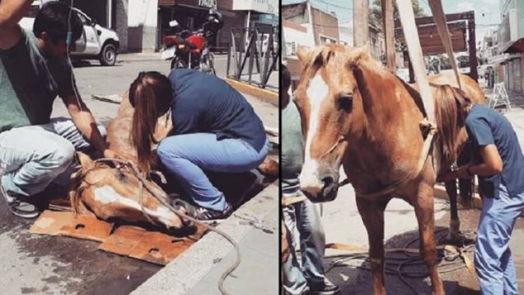 Bien Común plantea la necesidad de erradicar los carros con tracción a sangre