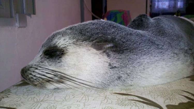 Se realizará un ciclo sobre la fauna silvestre marino costero