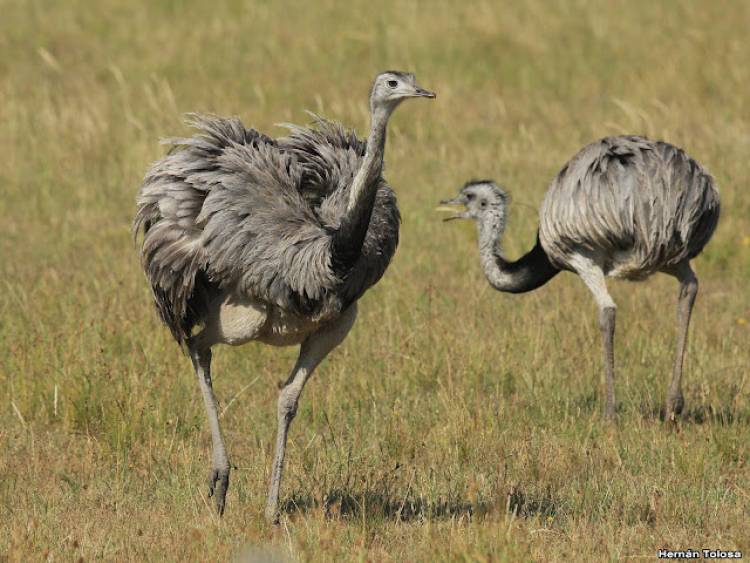 Condenan a 5 personas por abigeato y por cazar ñandúes en Bajo Hondo y en Bahía Blanca
