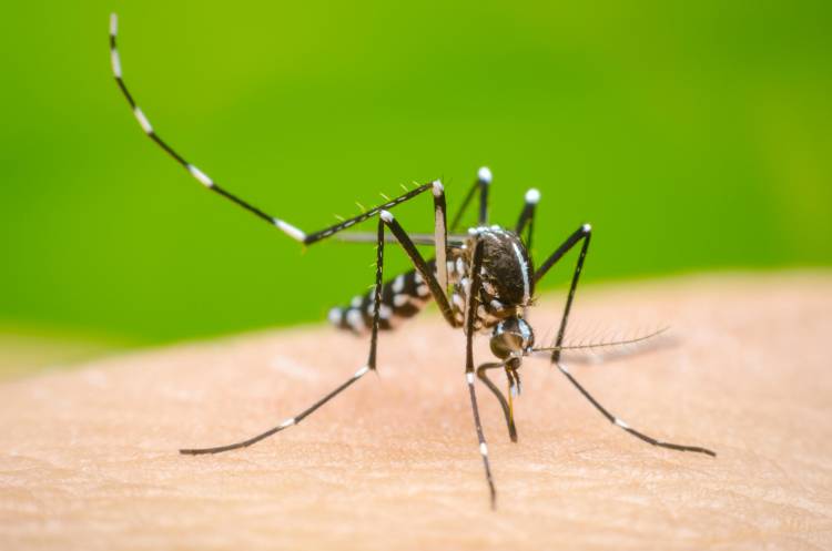 El Municipio de Coronel Rosales recomienda medidas de prevención ante el dengue 