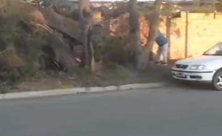 Se cayó un árbol en Pringles al 300 y la calle permanece cortada