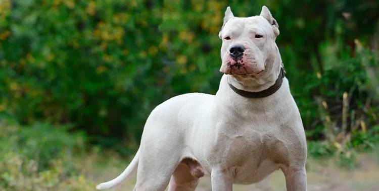 Un hombre denuncia que fue atacado por tres perros Dogo en Nueva Bahía Blanca