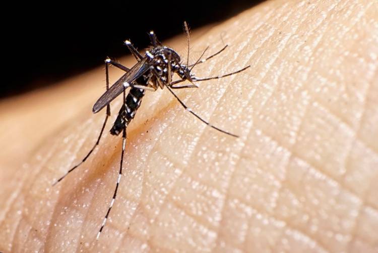 “Hasta ahora no apareció ningún mosquito Aedes, pero no quiere decir que no esté”, afirmó Gómez