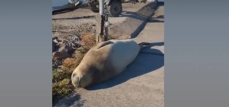 La primera visita del 2025 al Club Náutico Punta Alta en Villa del Mar