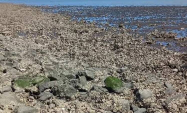 "Las autoridades deben dar recomendaciones claras sobre las ostras a los bañistas" afirmaron desde Bien Común