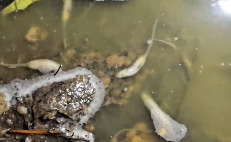 Invasión de gusanos cola de rata en los desbordes cloacales de calle Mitre al 100