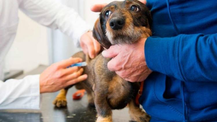 Este jueves habrá vacunación antirrábica en el Quirófano Veterinario Móvil