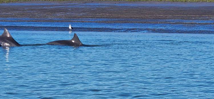 ¿Delfines en Villa del Mar? así lo explicaron desde FRAAM