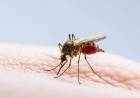 El Municipio de Coronel Rosales realiza una nueva campaña contra el Dengue  