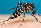 Tres internados por dengue y hay más casos sospechosos en Punta Alta
