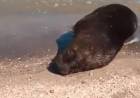 Filman a un lobo marino en presunto mal estado en la costa de Punta Ancla