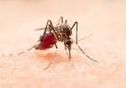 Se detectó el primer caso autóctono de dengue en Punta Alta