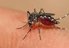 Confirmaron el primer caso de dengue autóctono en la provincia de Buenos Aires