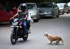 Dos perros hirieron a una mujer que circulaba por frente a la municipalidad