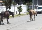 El Municipio asegura que se hacen operativos “todos los días” ante la presencia de animales sueltos