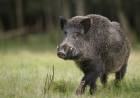 El gobierno bonaerense autorizó la caza de jabalí en toda la provincia: “Especie exótica invasora”