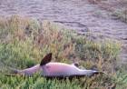 Encontraron un ejemplar de delfín franciscana muerto en la costa de Villa del Mar