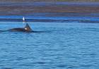 ¿Delfines en Villa del Mar? así lo explicaron desde FRAAM