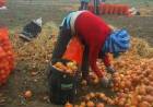 Censo Hortiflorícola: buscan definir una hoja de ruta para la próxima década