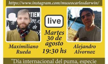 Se organiza una charla por Instagram por el Día Internacional del Puma, especie emblemática de Coronel Rosales
