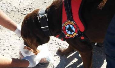 Tornquist: se suman perros del K9 de Punta Alta a la búsqueda de un joven de 26 años