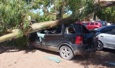 Pehuen Co: Una rama cayó sobre una camioneta y le causó daños totales, no hubo heridos que lamentar