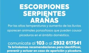 Consejos de Protección Ciudadana ante aparición de serpientes, arañas o escorpiones