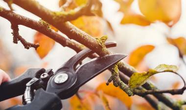 Los permisos de poda se extenderán con autorización hasta el 31 de julio de 2023