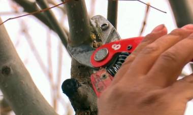 Finalizó el período de poda habilitado para frentistas en Coronel Rosales