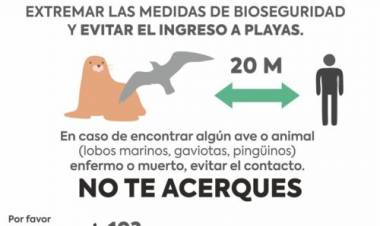 El Municipio recomienda qué hacer en caso de encontrar animales afectados por gripe aviar en la costa 