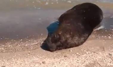 La Armada Argentina cerró preventivamente la playa Punta Ancla por la aparición del lobo marino