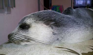 Se realizará un ciclo sobre la fauna silvestre marino costero