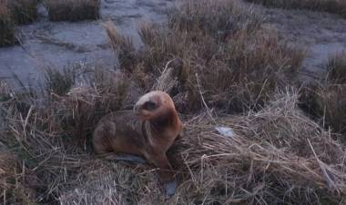 Rescataron a un lobo marino en la zona del puente negro de Villa del Mar